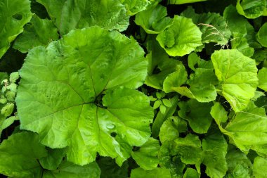 Bir sürü burdocklu Alp bitkisinin ayrıntıları. Yağmurdan sonra her şey taze ve ıslak..