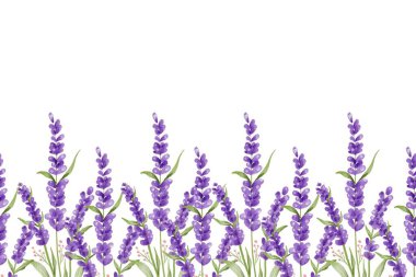 Suluboya vektör arkaplanlı lavanta çiçeği bahçesi. mor soyut duvar kağıdı tasarımı çiçekler, kır çiçekleri, çizgi sanatı