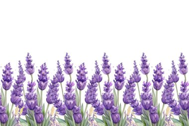 Suluboya vektör arkaplanlı lavanta çiçeği bahçesi. mor soyut duvar kağıdı tasarımı çiçekler, kır çiçekleri, çizgi sanatı