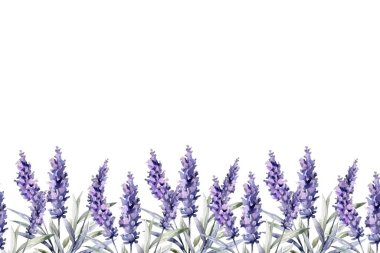 Suluboya vektör arkaplanlı lavanta çiçeği bahçesi. mor soyut duvar kağıdı tasarımı çiçekler, kır çiçekleri, çizgi sanatı