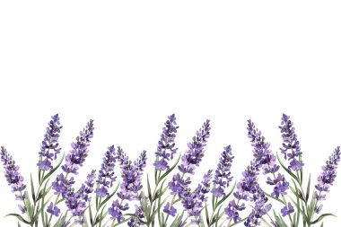 Suluboya vektör arkaplanlı lavanta çiçeği bahçesi. mor soyut duvar kağıdı tasarımı çiçekler, kır çiçekleri, çizgi sanatı