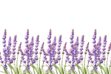 Düğün, doğum günü, kart, arkaplan, davetiye, duvar kağıdı, çıkartma, dekorasyon için suluboya çiçek sınırı.