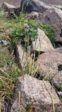 Buzul manzaralı dağlarda bir yaz. Aşağıdan yukarıya, yerden göğe doğru hareket et.