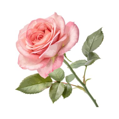 Yakın plan, tek ve canlı pembe bir gül sapının detaylı bir çizimi..