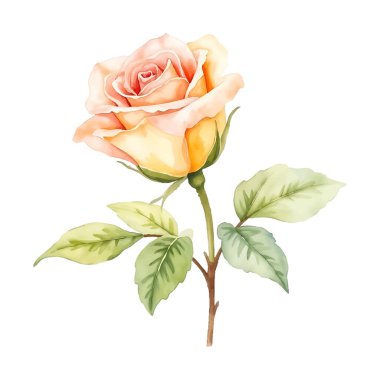 Narin suluboya bir resimde şeftali renkli tek bir gül, yumuşak gölgelenmiş yapraklar ve ince kahverengi bir gövdeye yapışmış canlı yeşil yapraklar sergilenir. Resim temiz beyaz bir arkaplan ile ayarlanır.