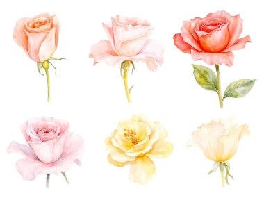 Bu resim, soluk pembe, şeftali ve sarıyı da içeren çeşitli yumuşak pastel renklerde altı suluboya gül sergiliyor. Her gül eşsiz bir şekilde tasvir edilir, şekil ve renkte ince varyasyonlar gösterir..