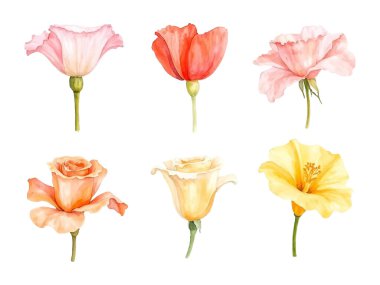 Bu resimde altı ayrı suluboya çiçek çizimi var. Pastel renkler. İçinde şeftali, pembe ve sarı renkli güller, pembe bir gelincik ve sarı bir amber çiçeği var..