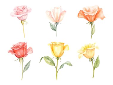 Zarif bir şekilde hazırlanmış altı suluboya gül koleksiyonunda pembe, şeftali, turuncu ve sarı renkler de dahil olmak üzere çeşitli pastel renkler sergilenmektedir. Her gül, beyaz bir arka planda izole edilmiş, ayrıntılı yapraklar ve yapraklarla betimlenir..