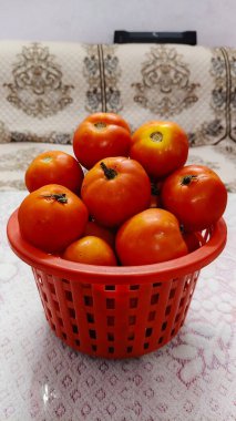 Olgun bahçe domatesleri toplanmaya hazır. olgunlaşmış ve yeşil ev yapımı domatesler sarmaşık üzerinde.