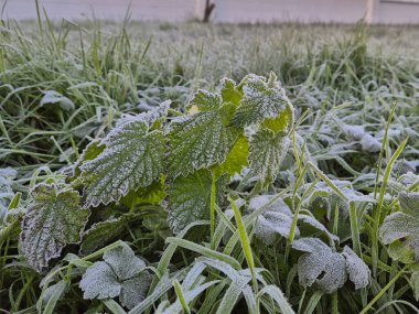 These images beautifully showcase the serene atmosphere of a frosty morning, where nature glistens under a delicate layer of frost. Vibrant green blades of grass and leaves are intricately coated with clipart