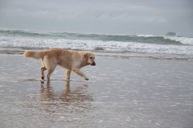 Yürüyüş köpeğiyle güneşli sahil. Yüksek kalite fotoğraf. Güneşli okyanus sahilinde bir köpek. Yüksek kalite fotoğraf. Kerry İlçesi sahilinde gün batımında Golden Retriever yürüyor. Güneş ışıl ışıl ve ıslak parlıyor