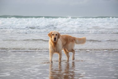 Yürüyüş köpeğiyle güneşli sahil. Yüksek kalite fotoğraf. Güneşli okyanus sahilinde bir köpek. Yüksek kalite fotoğraf. Kerry İlçesi sahilinde gün batımında Golden Retriever yürüyor. Güneş ışıl ışıl ve ıslak parlıyor