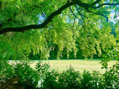 Ağaç dallarından çağlayan canlı yeşil yaprakların yer aldığı sakin bir manzara, güneşli çimenli bir çayırın üzerinde barışçıl bir tepe örtüsü oluşturuyor. Doğa, sükunet ve rahatlama temaları için ideal.