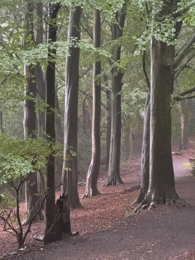 Huzurlu bir orman yolu, sisli, sakin bir ormanlık alanda yemyeşil yaprakları olan yüksek ağaçlarla çevrilidir. Huzur ve doğal güzellik hissi verir..