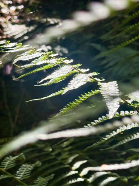 Parlak yeşil eğreltiotu yapraklarının yakın çekimi güneş ışığının hafifçe dokunduğu gölgeli bir orman manzarasında dingin ve doğal bir atmosfer yaratır..