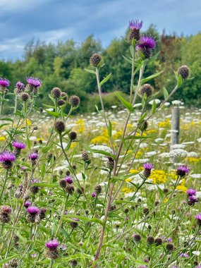 Mor ve sarı çiçeklerin de dahil olduğu canlı kır çiçeklerinin, bulutlu mavi gökyüzünün altındaki yemyeşil bir yaz çayırında serpildiği resimsel bir manzara. Doğa ve çiçek teması için ideal..