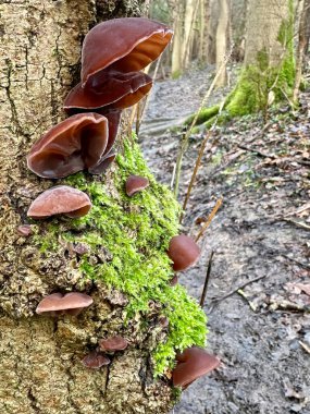 Sakin bir orman ortamında yosun kaplı bir ağaç gövdesinde büyüyen mantarların yakın çekimi. Doğal sahne ormanlık ekosistem ve mantar biyolojik çeşitliliği hakkında sükunet ve merakı çağrıştırıyor..