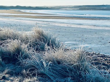Buzlu otlarla ve sakin mavi sularla sakin bir kış plajı soğuk bir kıyı sabahının huzurlu özünü yakalıyor..