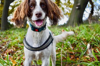 Koşum takımı ve tasması olan neşeli kahverengi ve beyaz bir köpek renkli yapraklar ve otlarla çevrili canlı bir sonbahar ormanını keşfeder, coşku ve canlılık yayar..