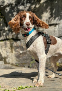Koşum takımı takan neşeli kahverengi ve beyaz bir köpek açık havanın tadını çıkarıyor. Köpek tetikte ve memnun görünüyor, dili dışarıda, kayalık bir yüzeyde duruyor..