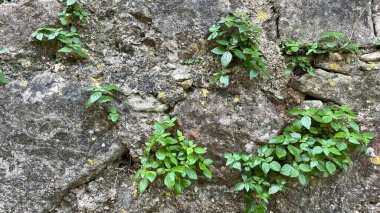 Fotoğraf yeşil bitkilerin yetiştiği kayalık bir duvarı gösteriyor.