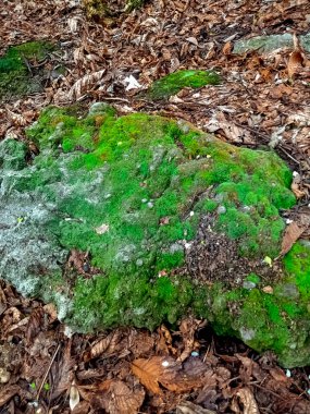 Kayaya benzeyen bir taşın üzerindeki yeşil yosun.
