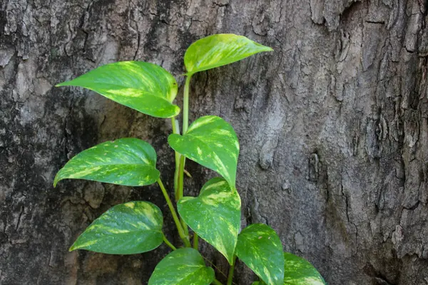 Altın pothos bitkisi (Epipremnum Aurum), bahçeye ya da bir tencereye yerleştirilmiş yarı epifitik bir tırmanma bitkisidir. Eğer taban suya batırılırsa dal kesikleri oldukça uzun süre hayatta kalabilir..