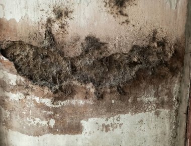 Eski çatlak ve delik duvarlar örümcek ağlarıyla dolu.