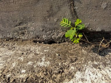Meniran (Phyllanthus idrar) bitkisi çatlak duvarlara baskı yapıyor