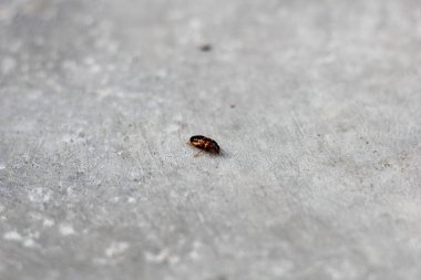 Beton zeminde sürünen termitler.
