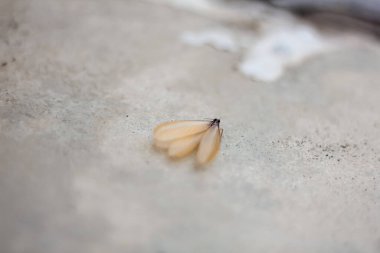 termites crawling on the cement floor clipart