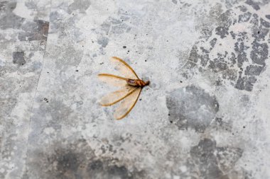 Beton zeminde yatan ölü termitler.