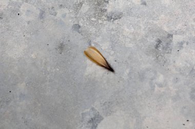 Beton zeminde sürünen termitler.