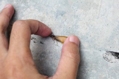 man's hand catches winged termites walking on cement floor clipart