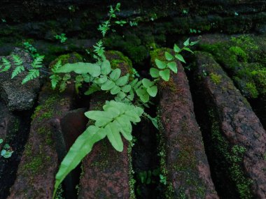 Yosunlu tuğlalar arasında büyüyen eğreltiotları