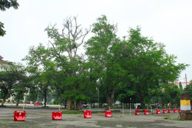 Bahçede beyaz arkaplanı olan iki büyük ağaç.