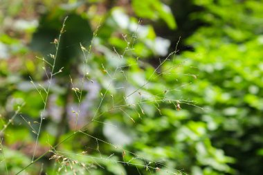 Very beautiful Isachne plant isolated on bokeh background clipart