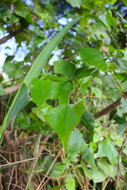 Passifloraceae bitki yaprakları tırtılların yediği deliklerle dolu.