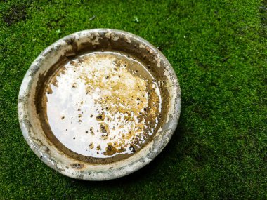 Passifloraceae bitki yaprakları tırtılların yediği deliklerle dolu.