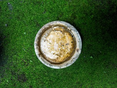 Passifloraceae bitki yaprakları tırtılların yediği deliklerle dolu.