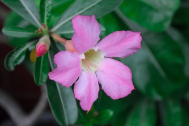 Frangipani çiçeği (adenyum obesum) parlak pembe bokeh arkaplanıyla güzel bir şekilde çiçek açar