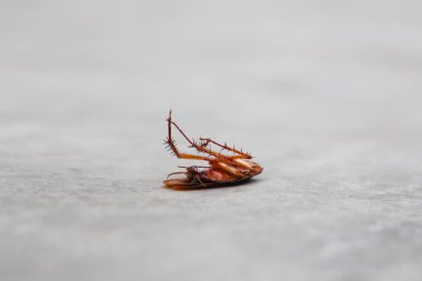 Beton zeminde kafası olmayan ölü hamamböceği.