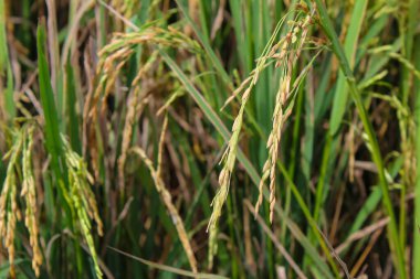 Hasattan önce olgunlaşmış çeltik tohumlarını yakın.