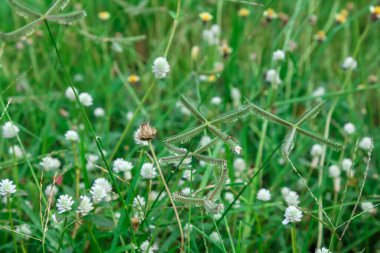Beyaz düğme çiçekleri bahçede mükemmel çiçek açar.