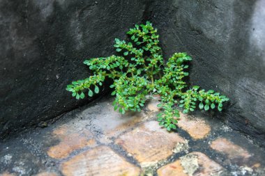 Vahşi bitki Pilea microphylla duvarlardaki boşluklarda yetişir.