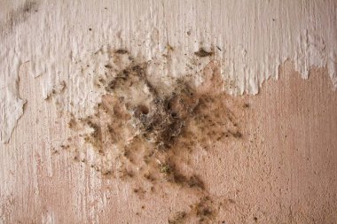 Eski beton duvar, boyası soyulmuş ve örümcek ağlarıyla kaplı.