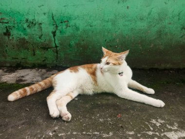 Beyaz ve turuncu kürklü dişi kedi duvarın yanındaki yolda yatıyor.