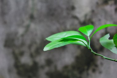 Turuncu yapraklar yeşil ve soyut duvar arkaplanı ile taze görünüyor