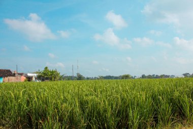 Kırsalda mavi gökyüzü arka planlı yeşil pirinç tarlalarının manzarası