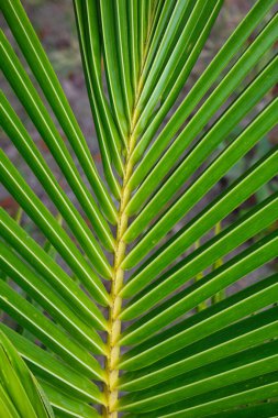 Genç hindistan cevizi yapraklarının soyut dokusu